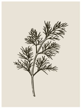 Klasik botanik oymacılığı tarzında dereotu Anethum Graveolens 'ın el yapımı tasviri. Mutfak dekorasyonu, organik paketleme, bitkisel markalaşma, menüler ve yemek kitapları için mükemmel. Ayrıntılı siyah ve