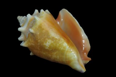 Büyük boş deniz kabuğu