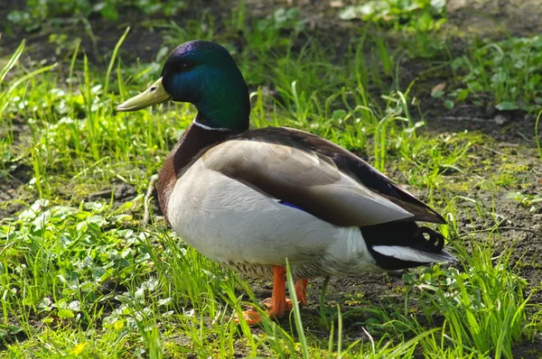 Mallard duck on the grass. — Stock Photo, Image
