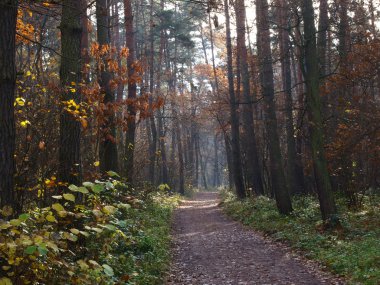 Kraliyet Woods, Krakow (1 yakınındaki Niepolomice)