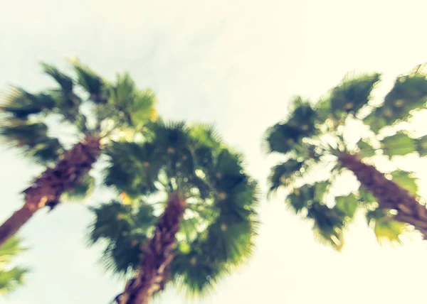Rozmycie Abstrakcyjne Tło Niedziela Palmowa Zielonymi Liśćmi Drzew Tropikalnych — Zdjęcie stockowe