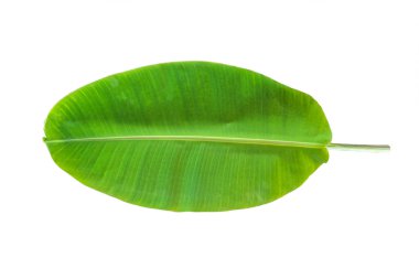 Beyaz arkaplanda yalıtılmış muz yaprağı (kırpma yolu) tropikal doğal bitki yaprakları şablonu düz bir görünüm yatıyordu