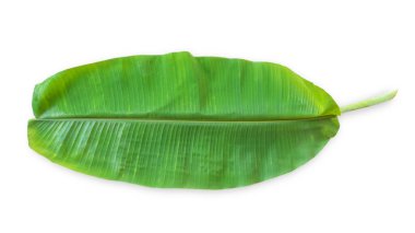 Beyaz arkaplanda yalıtılmış muz yaprağı (kırpma yolu) tropikal doğal bitki yaprakları şablonu düz bir görünüm yatıyordu