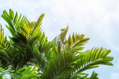 Yeşil tropikal ağaç yaprakları olan Palm Sunday arka planı doğal yaz mevsimi veya bahar gökyüzüne karşı