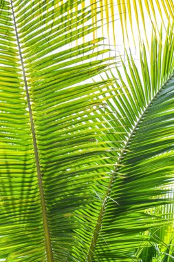 Dini bayram arkaplanı için palmiye pazarı arka planında yeşil tropik ağaç yaprakları doğal yaz gökyüzüne karşı