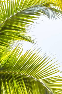 Dini bayram arkaplanı için palmiye pazarı arka planında yeşil tropik ağaç yaprakları doğal yaz gökyüzüne karşı