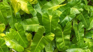 Yeşil yapraklar tropik Philodendron Burle Marx bitki yaprakları yaz için yeşil yapraklar arka plan