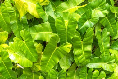 Yeşil yapraklar tropik Philodendron Burle Marx bitki yaprakları yaz için yeşil yapraklar arka plan