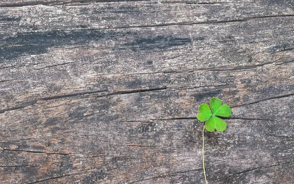 圣帕特里克日背景与洗发石三叶草 爱尔兰节庆的象征 — 图库照片