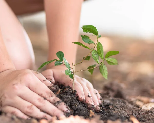 Plantación Árboles Creciendo Suelo Manos Niñas Para Salvar Medio Ambiente — Foto de Stock