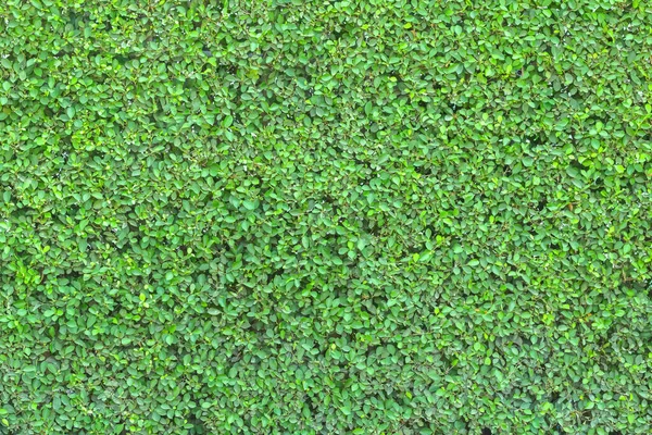 紫杉科植物绿灌木墙天然质感背景研究 — 图库照片