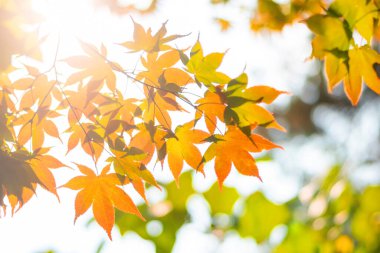 Sonbahar yaprakları, sonbahar mevsimi bulanık arka plan, gökyüzüne bakan ağacın altına bakan güneş ışığı ve bulanık turuncu ve yeşil renkler mevsimsel değişimin