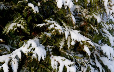 Yeşil ağaçta kar yağıyor.