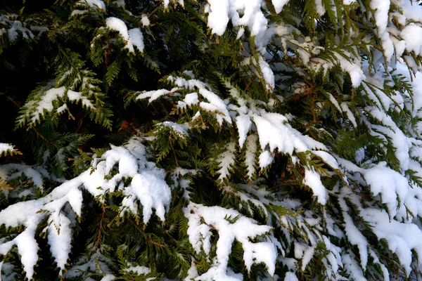 Neige Sur Arbre Vert — Photo