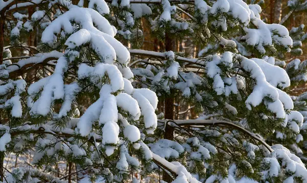 Snow Pine Branch Royalty Free Stock Images