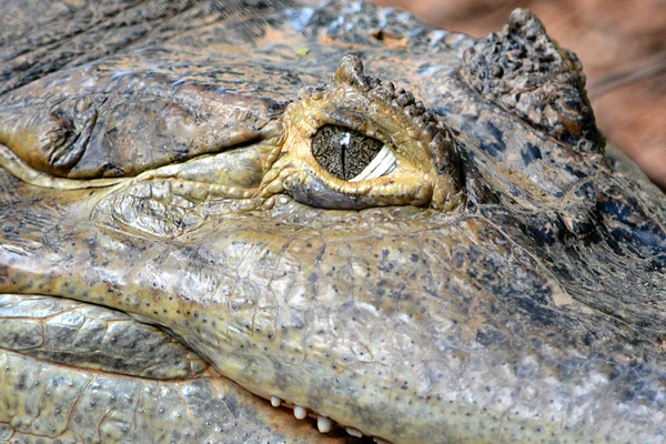 Le crocodile des yeux — Photo