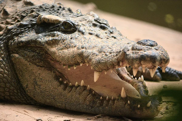 Crocodiles à la recherche de proies — Photo