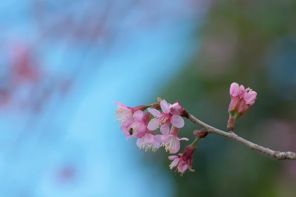 Prunus cerasoides (Sakura) в Таиланде — стоковое фото