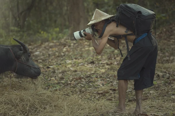 Fotógrafo com búfalo — Fotografia de Stock