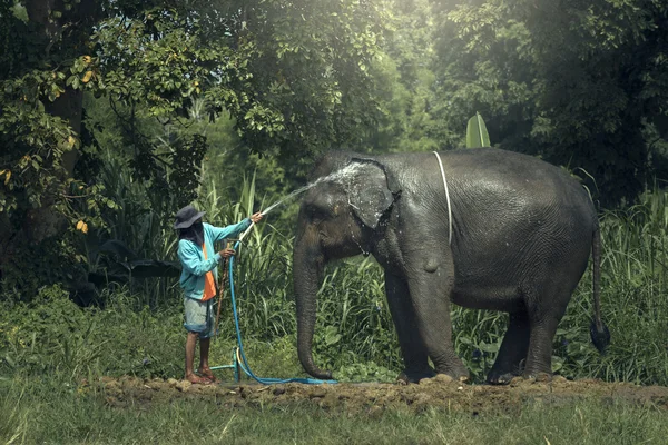 Elephant bath outdoor — Stock Photo, Image