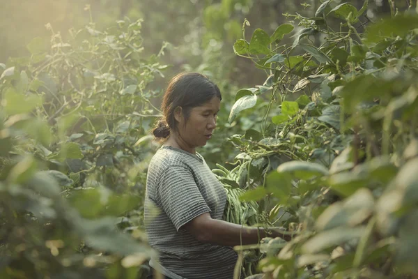 Çiftçi dikim fasulye