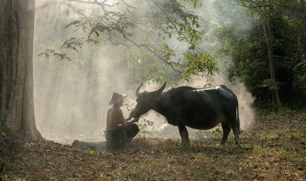 Agricultora com búfalo na natureza . — Fotografia de Stock