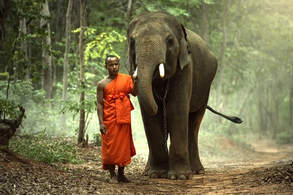 Ο μοναχός με ελέφαντα στο δάσος — Φωτογραφία Αρχείου