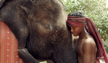 Fil ile fil vahşi surin Tayland at