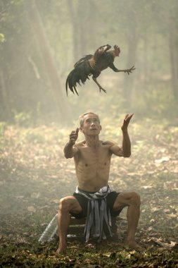 Horoz dövüşü adamla 