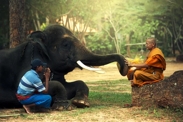 Монах и человек с молодым слоном — стоковое фото