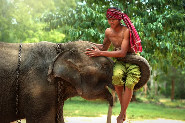 Fil ile en iyi dostluk fil 