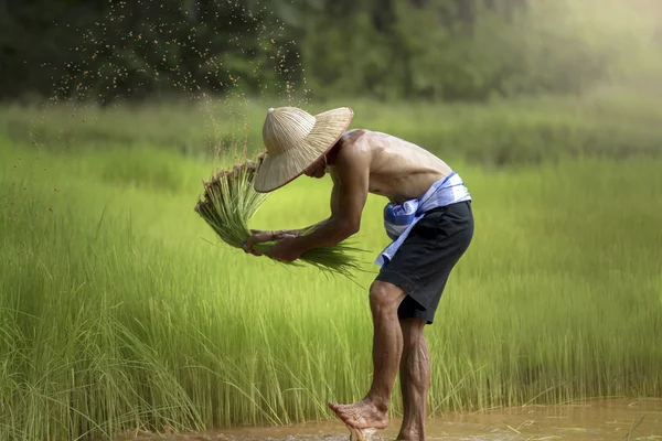 Trabalhador homem agricultor — Fotografia de Stock