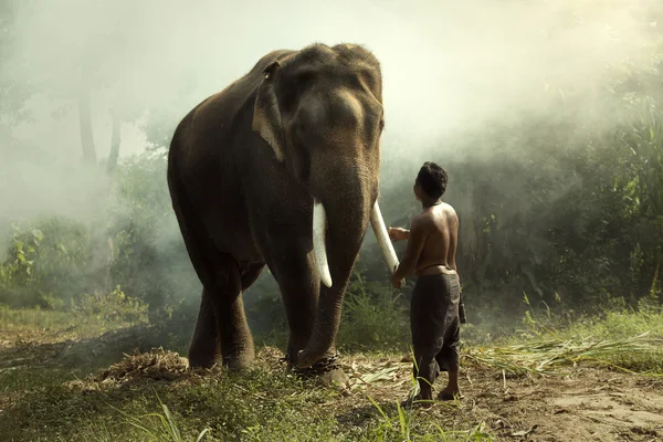 Mahout과 코끼리 — 스톡 사진