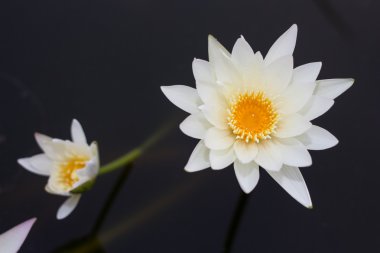 Beyaz lotus