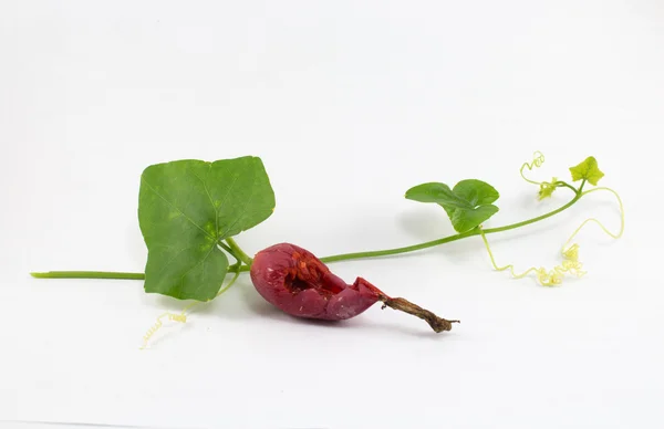 Ivy gourd vegetables — Stock Photo, Image