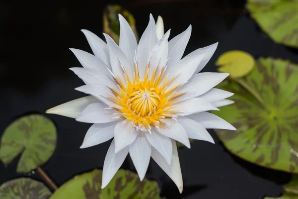 White  lotus — Stock Photo, Image