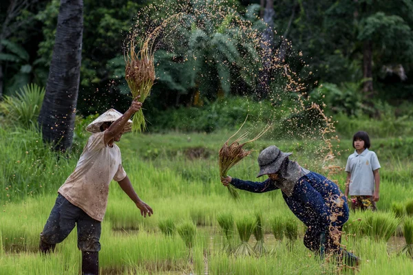 Agricultor — Fotografia de Stock