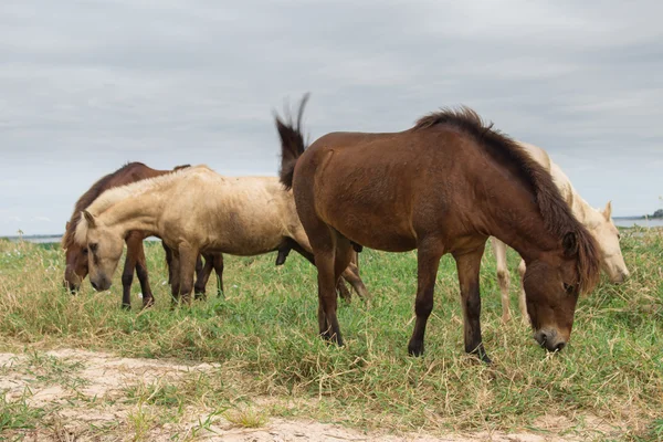 ノンハン湖で牧草地に放牧の馬 — ストック写真