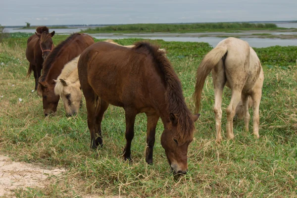 ノンハン湖で牧草地に放牧の馬 — ストック写真