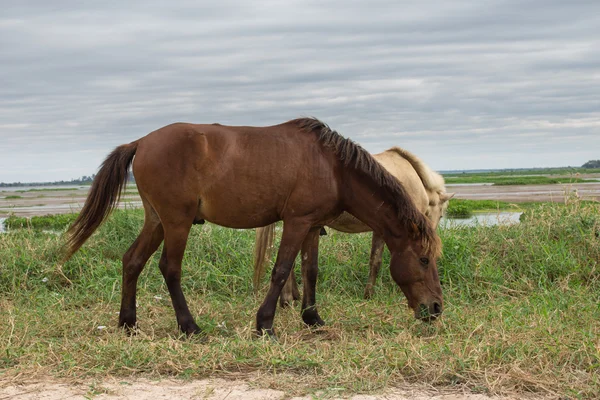 ノンハン湖で牧草地に放牧の馬 — ストック写真