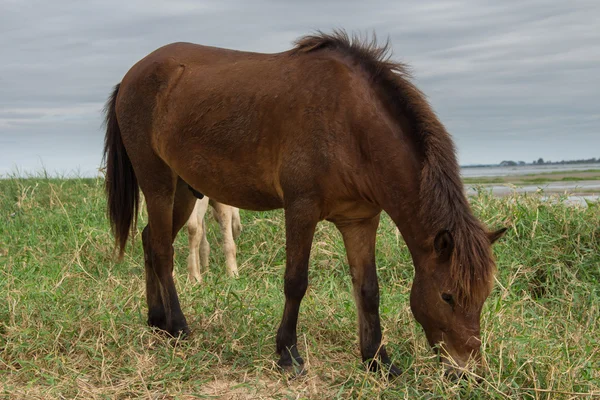 Pferde weiden auf einer Weide im nong han See — Stockfoto