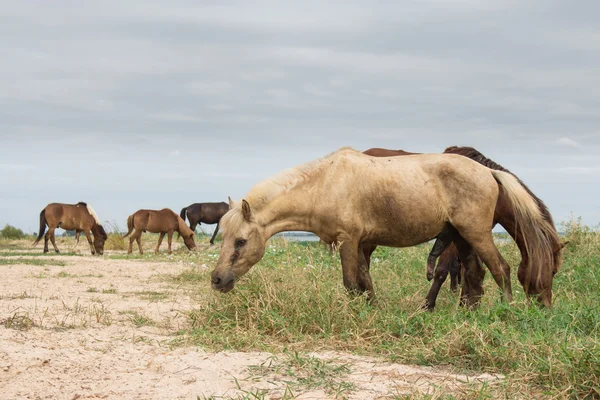 ノンハン湖で牧草地に放牧の馬 — ストック写真