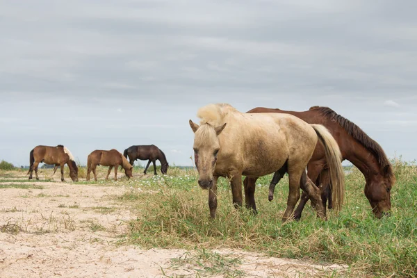 ノンハン湖で牧草地に放牧の馬 — ストック写真