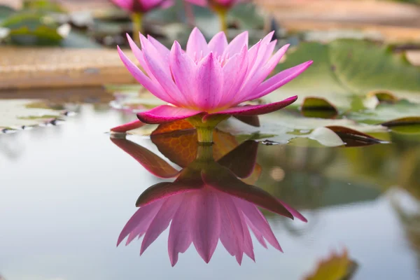 Lotus flower — Stock Photo, Image