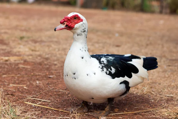 Pato-mostarda — Fotografia de Stock