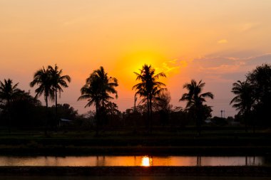 Hindistan cevizi ağacı günbatımı siluet