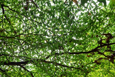 Brunch yeşil yaprakları