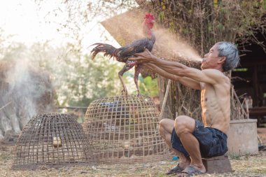 Isınma mücadele horoz