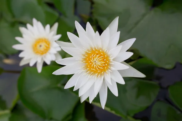 Weiße Lotusblume — Stockfoto