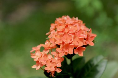 Turuncu MahS (Coccinea) çiçekler